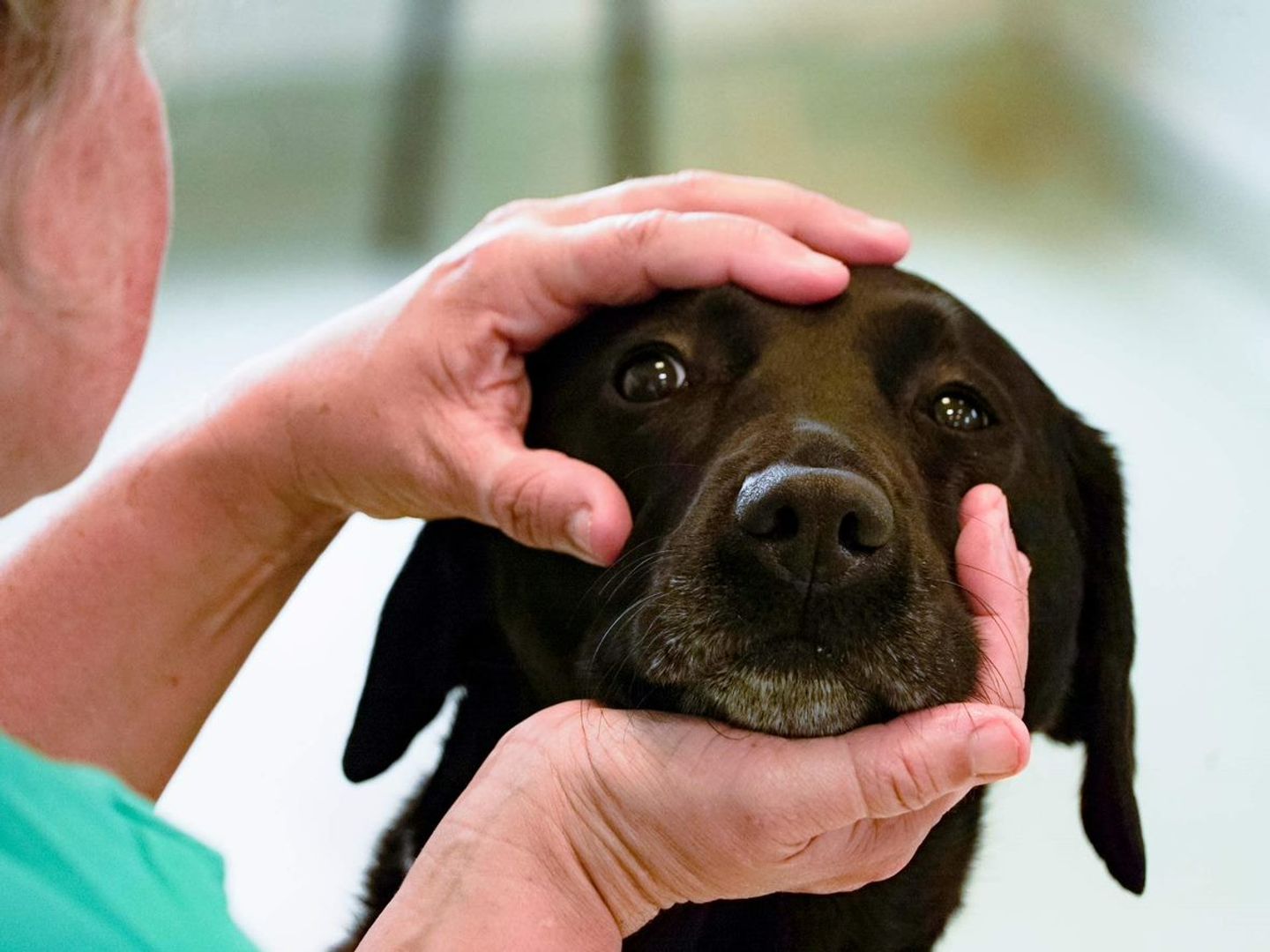 Putting drops in dogs fashion ears